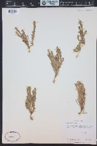 Lysimachia maritima image