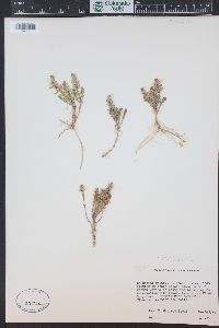 Lysimachia maritima image