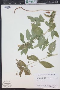 Image Associated With the Occurence