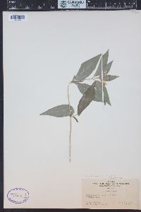Image Associated With the Occurence