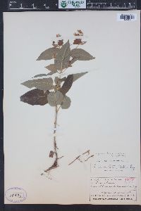 Image Associated With the Occurence