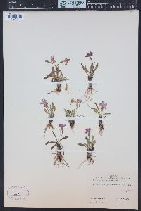 Primula angustifolia image