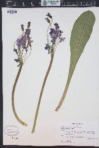 Primula parryi image