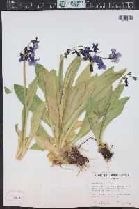 Primula parryi image