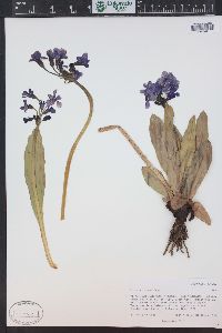 Primula parryi image