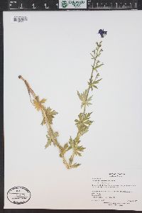 Aconitum columbianum image