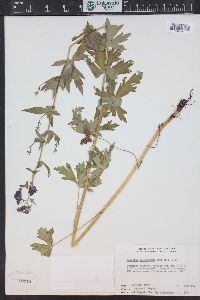 Aconitum columbianum image