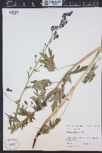 Aconitum columbianum image