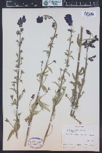 Aconitum columbianum image