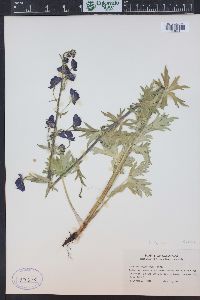 Aconitum columbianum image