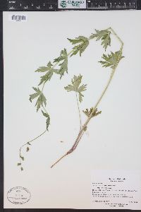 Aconitum columbianum image