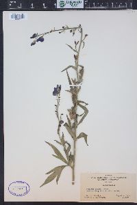 Aconitum columbianum image