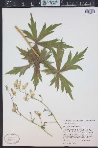 Aconitum columbianum image