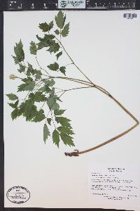 Actaea rubra image