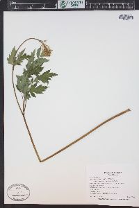 Actaea rubra image