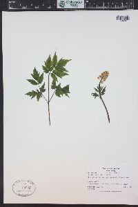 Actaea rubra image