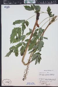 Actaea rubra image