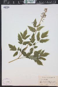 Actaea rubra image