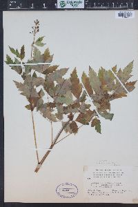 Actaea rubra image