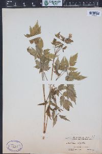 Actaea rubra image