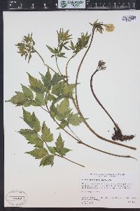 Actaea rubra image