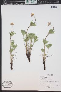 Anemone multifida image