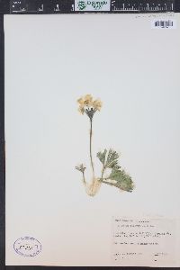 Anemone narcissiflora var. zephyra image