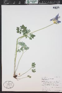 Aquilegia coerulea image