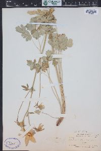 Aquilegia coerulea image