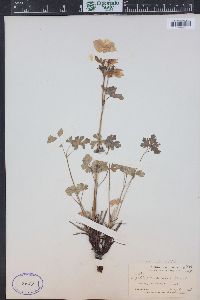 Aquilegia coerulea image