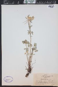 Aquilegia coerulea image