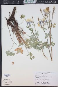 Aquilegia coerulea image