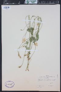 Aquilegia micrantha image