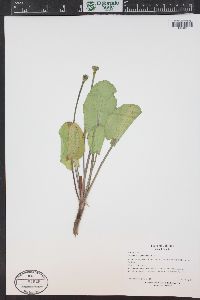 Caltha leptosepala image