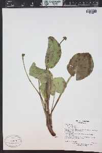 Caltha leptosepala image