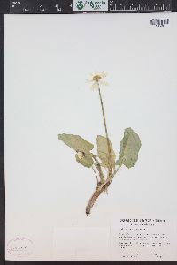 Caltha leptosepala image