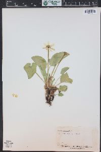 Caltha leptosepala image