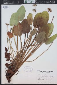 Caltha leptosepala image