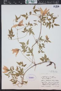 Clematis columbiana image