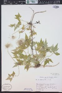 Clematis columbiana image