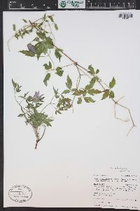 Clematis columbiana image