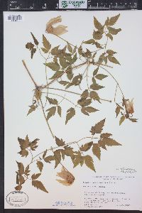 Clematis columbiana image