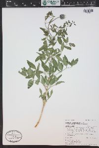 Clematis hirsutissima image