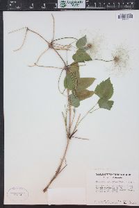 Clematis occidentalis var. grosseserrata image