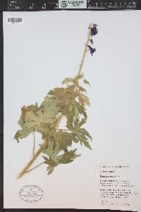 Delphinium barbeyi image