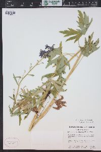 Delphinium barbeyi image