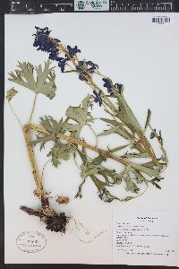 Delphinium barbeyi image