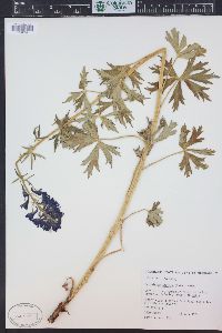 Delphinium barbeyi image