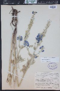 Delphinium geyeri image