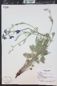 Delphinium geyeri image